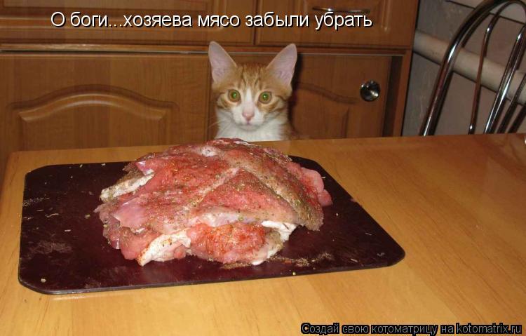 Котоматрица: О боги...хозяева мясо забыли убрать