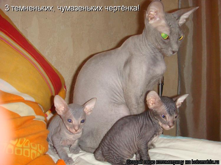 Котоматрица: 3 темненьких, чумазеньких чертёнка!