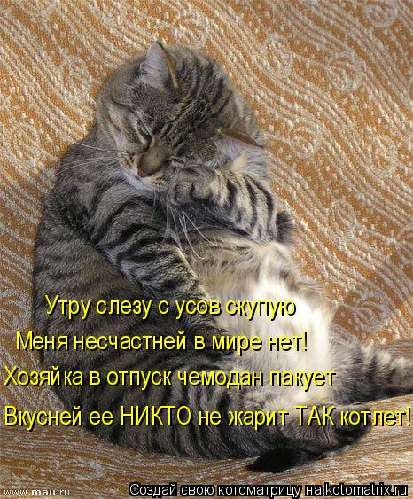 Котоматрица: Утру слезу с усов скупую  Меня несчастней в мире нет! Хозяйка в отпуск чемодан пакует Вкусней ее НИКТО не жарит ТАК котлет!