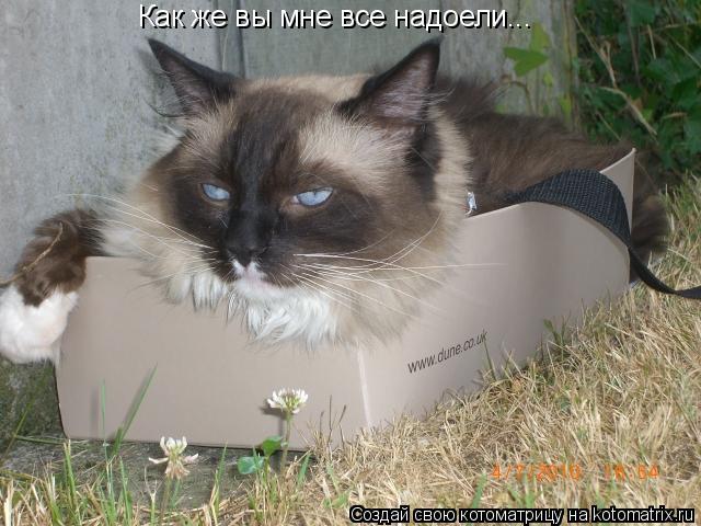 Котоматрица: Как же вы мне все надоели...
