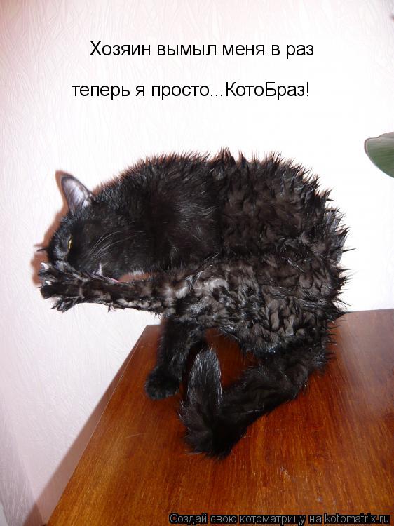 Котоматрица: Хозяин вымыл меня в раз теперь я просто...КотоБраз!
