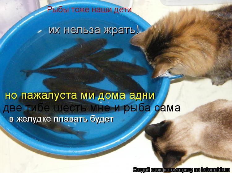 Котоматрица: Рыбы тоже наши дети их нельза жрать! но пажалуста ми дома адни  две тибе шесть мне и рыба сама в желудке плавать будет