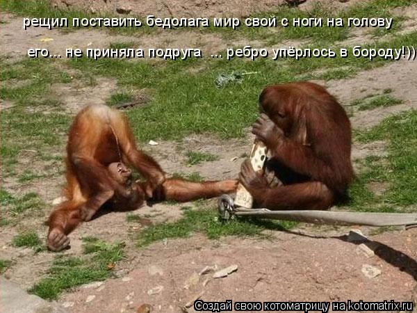 Котоматрица: рещил поставить бедолага мир свой с ноги на голову его... не приняла подруга  ... ребро упёрлось в бороду!))