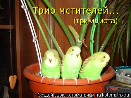 Котоматрица: Трио мстителей... (три идиота)
