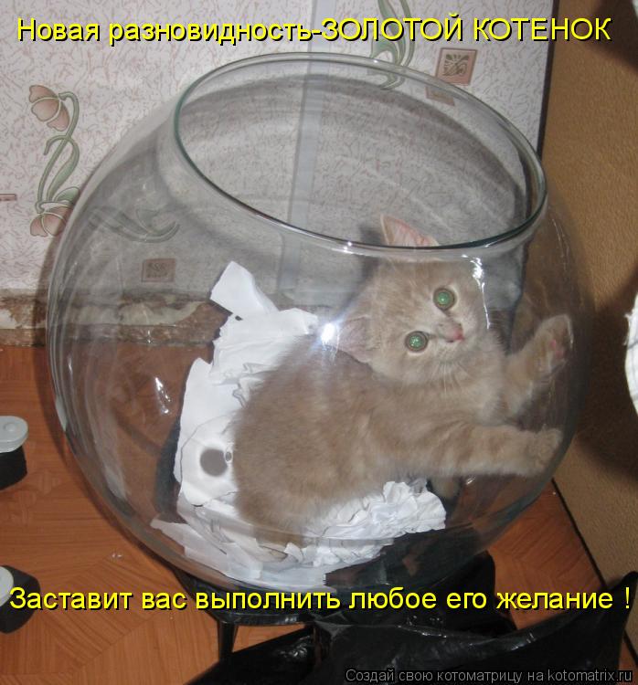 Новая разновидность-ЗОЛОТОЙ КОТЕНОК Заставит вас выполнить любое его желание !... Котоматрица: Новая разновидность-ЗОЛОТОЙ КОТЕНОК Заставит вас выполнить любое его желание !