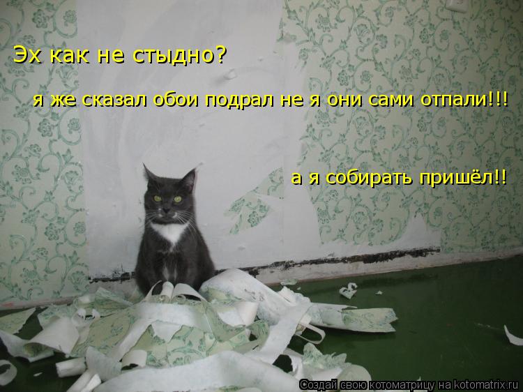 Котоматрица: Эх как не стыдно? я же сказал обои подрал не я они сами отпали!!! а я собирать пришёл!!