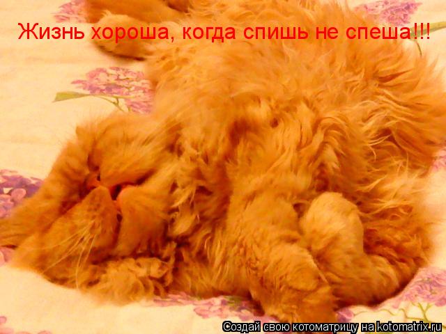 Котоматрица: Жизнь хороша, когда спишь не спеша!!!