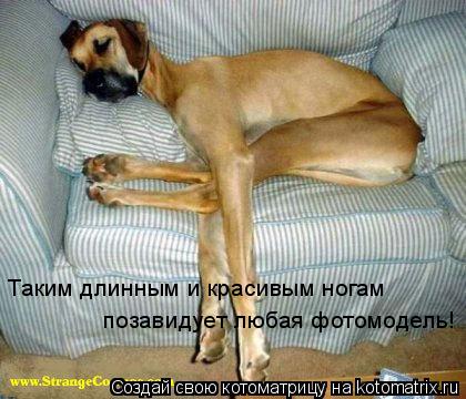 Котоматрица: Таким длинным и красивым ногам  позавидует любая фотомодель!