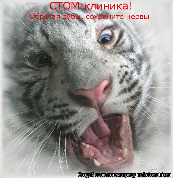 Котоматрица: СТОМ-клиника!  Обретая зубы, сохраните нервы!