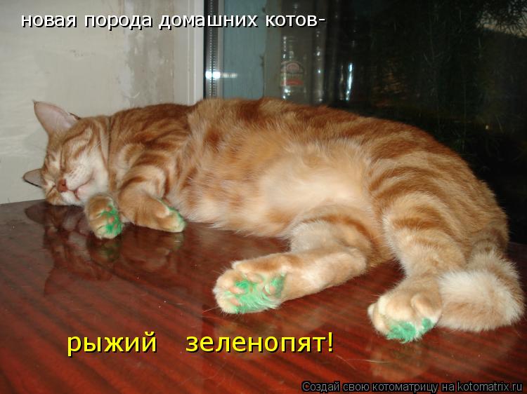 Котоматрица: новая порода домашних котов- рыжий   зеленопят!