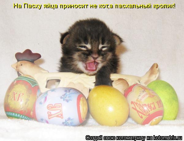 Котоматрица: На Пасху яйца приносит не кот,а пасхальный кролик!