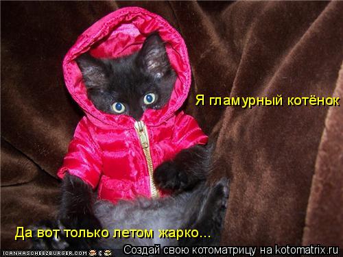 Котоматрица: Я гламурный котёнок Да вот только летом жарко...