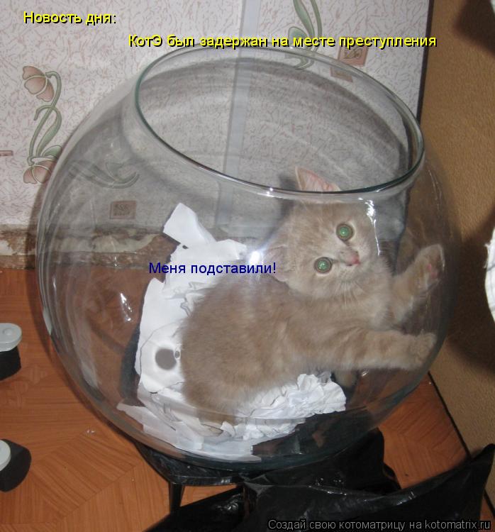 Котоматрица: Новость дня:  КотЭ был задержан на месте преступления Меня подставили!