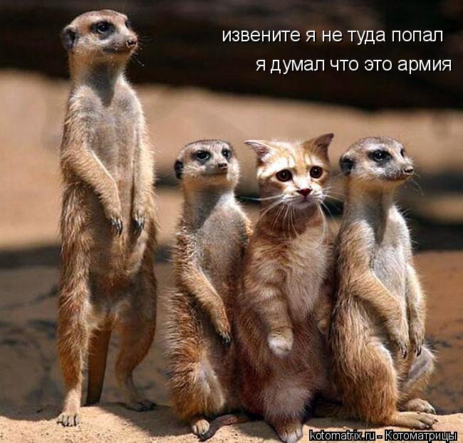 Котоматрица: извените я не туда попал я думал что это армия я думал что это армия я думал что это армия по поимке мышей