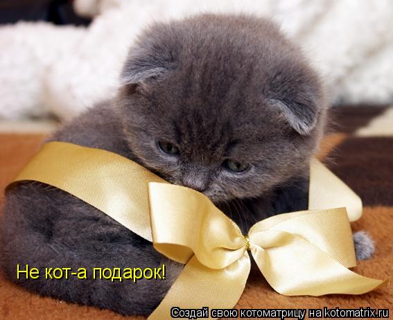 Котоматрица: Не кот-а подарок!