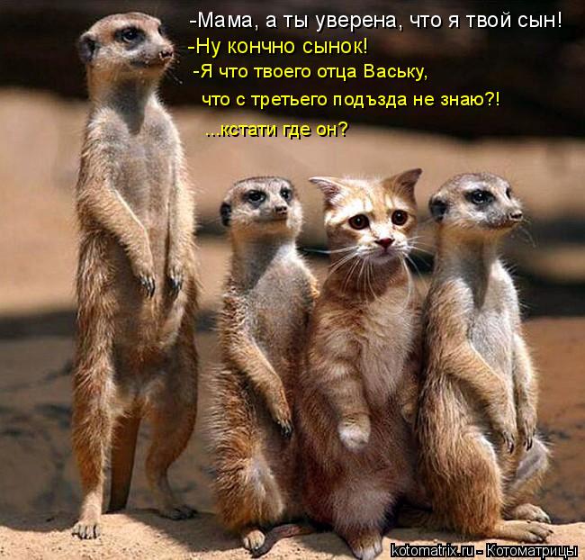 Котоматрица: -Мама, а ты уверена, что я твой сын! -Ну кончно сынок!   -Я что твоего отца Ваську,  что с третьего подъзда не знаю?! ...кстати где он?