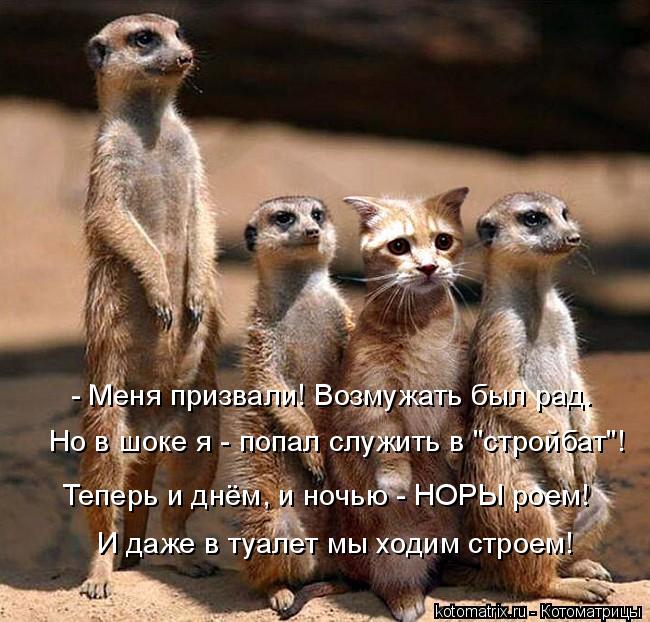 Теперь и днём, и ночью - НОРЫ роем! И даже в туалет мы ходим строем! - Меня призвали! Возмужать был р... Котоматрица: Теперь и днём, и ночью - НОРЫ роем! И даже в туалет мы ходим строем! - Меня призвали! Возмужать был рад. Но в шоке я - попал служить в "стройбат"!
