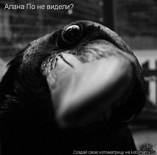Котоматрица: Алана По не видели?