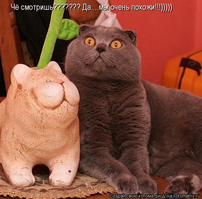 Котоматрица: Чё смотришь??????? Да....мы очень похожи!!!)))))
