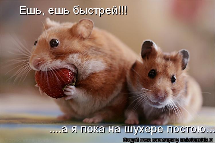 Котоматрица: Ешь, ешь быстрей!!! ....а я пока на шухере постою...