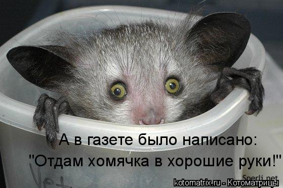 Котоматрица: А в газете было написано: "Отдам хомячка в хорошие руки!"