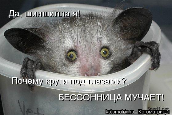 Котоматрица: Да, шиншилла я!  Почему круги под глазами? БЕССОННИЦА МУЧАЕТ!