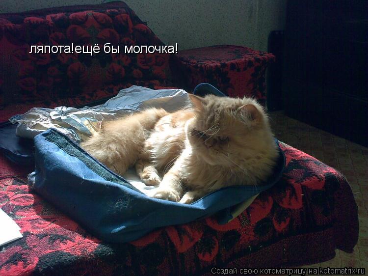 ляпота!ещё бы молочка!... Котоматрица: ляпота!ещё бы молочка!