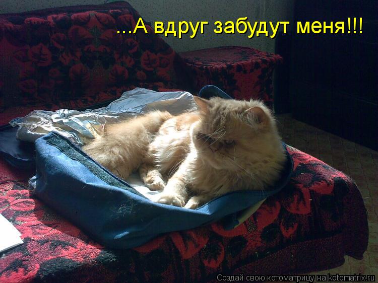 ...А вдруг забудут меня!!!... Котоматрица: ...А вдруг забудут меня!!!