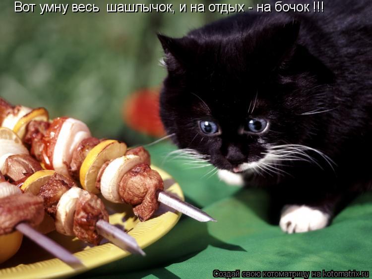 Вот умну весь шашлычок, и на отдых - на бочок !!!... Котоматрица: Вот умну весь шашлычок, и на отдых - на бочок !!!
