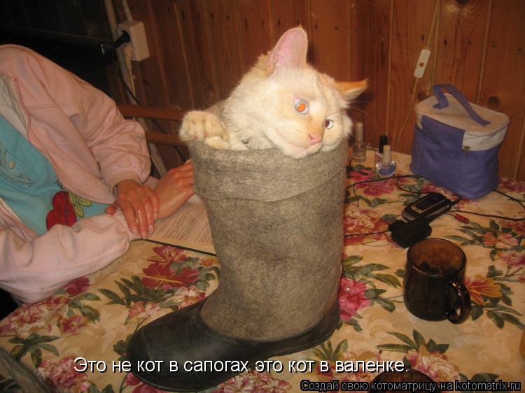 Котоматрица: Это не кот в сапогах это кот в валенке.