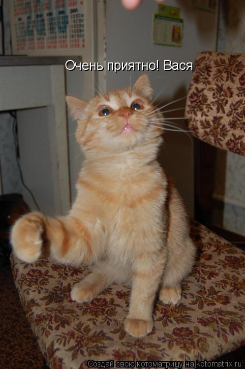 Очень приятно! Вася... Котоматрица: Очень приятно! Вася