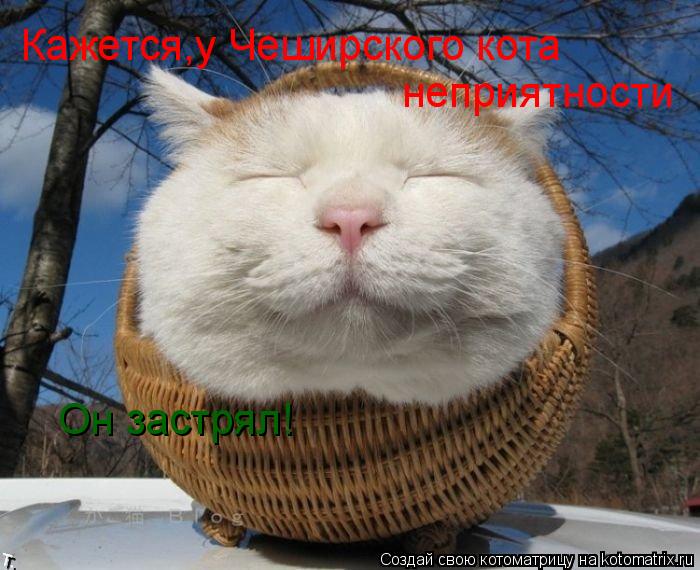 Кажется,у Чеширского кота неприятности Он застрял!... Котоматрица: Кажется,у Чеширского кота неприятности Он застрял!