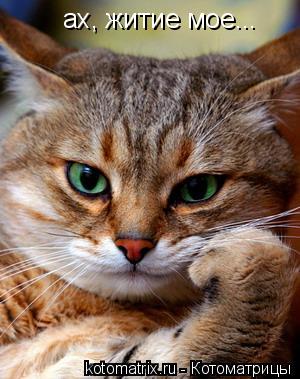 ах, житие мое...... Котоматрица: ах, житие мое...