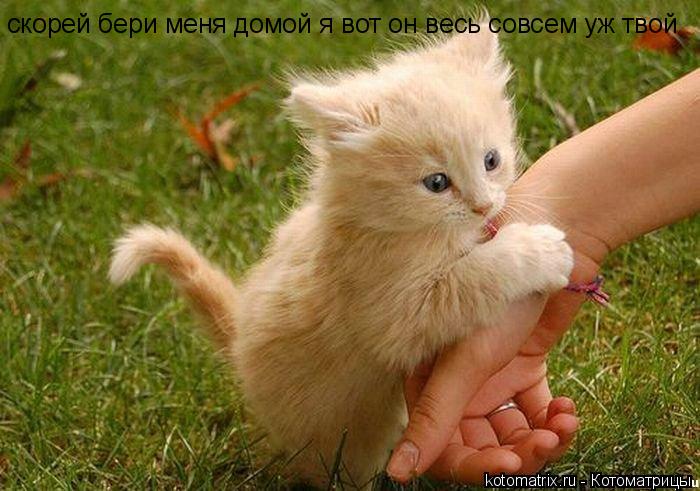 скорей бери меня домой я вот он весь совсем уж твой... Котоматрица: скорей бери меня домой я вот он весь совсем уж твой