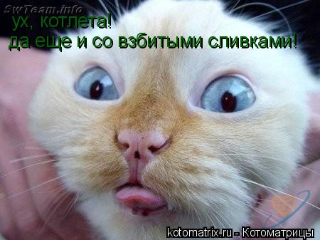ух, котлета! да еще и со взбитыми сливками!... Котоматрица: ух, котлета! да еще и со взбитыми сливками!