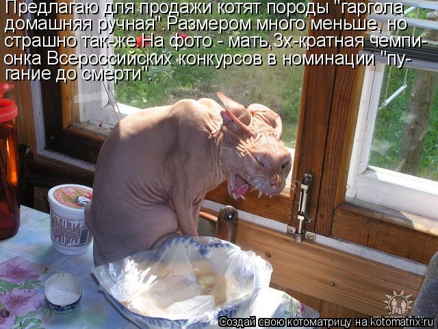 Предлагаю для продажи котят породы "гаргола онка Всероссийских конкурсов в номинации "пу- гание до с... Котоматрица: Предлагаю для продажи котят породы "гаргола онка Всероссийских конкурсов в номинации "пу- гание до смерти". домашняя ручная".Размером много