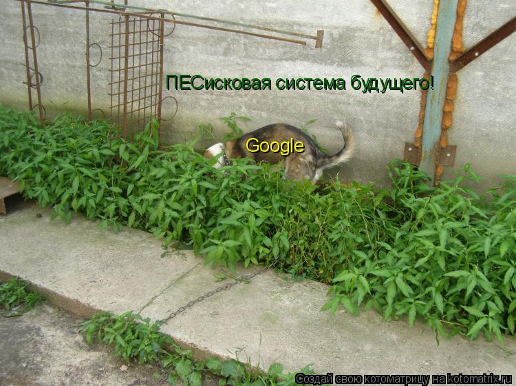 Котоматрица: Google ПЕСисковая система будущего!