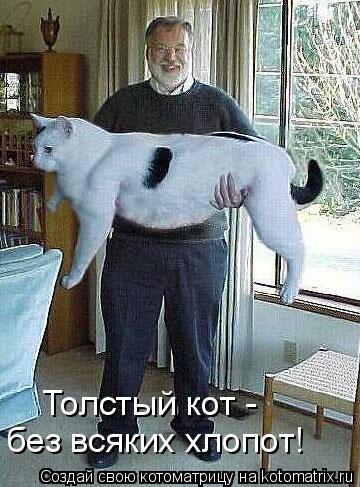Котоматрица: Толстый кот - без всяких хлопот!