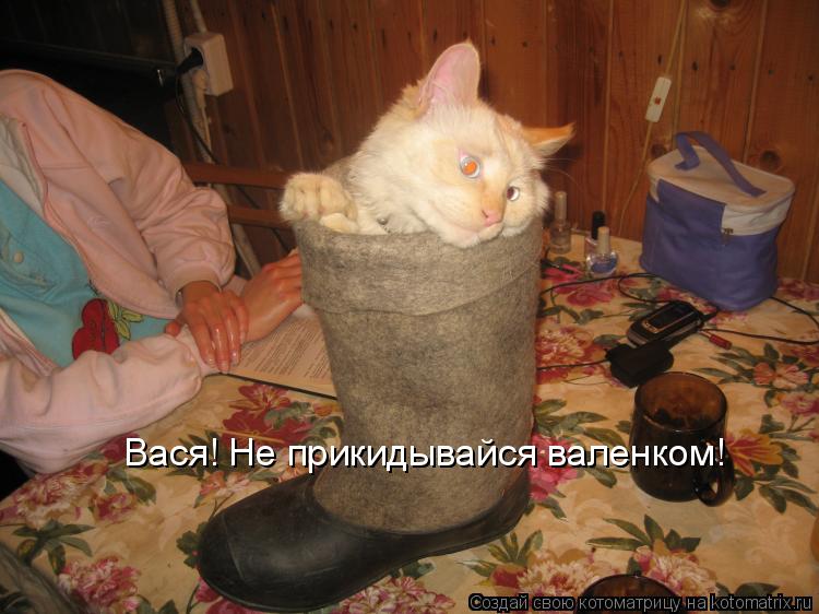 Котоматрица: Вася! Не прикидывайся валенком!