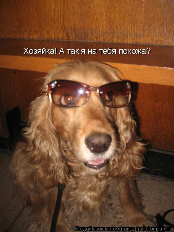 Котоматрица: Хозяйка! А так я на тебя похожа?