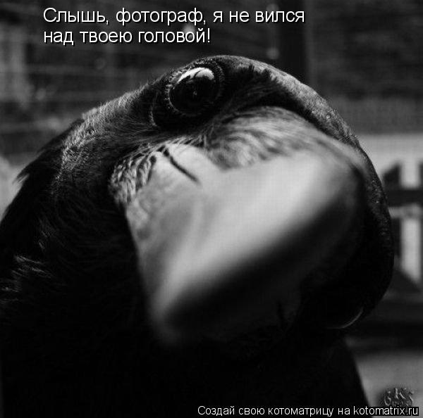 Котоматрица: Слышь, фотограф, я не вился  над твоею головой!