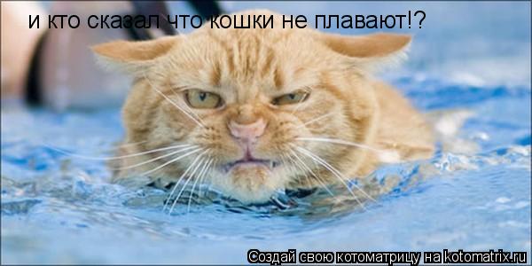 Котоматрица: и кто сказал что кошки не плавают!?