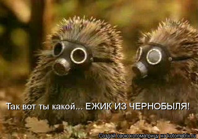 Котоматрица: Так вот ты какой... ЕЖИК ИЗ ЧЕРНОБЫЛЯ!