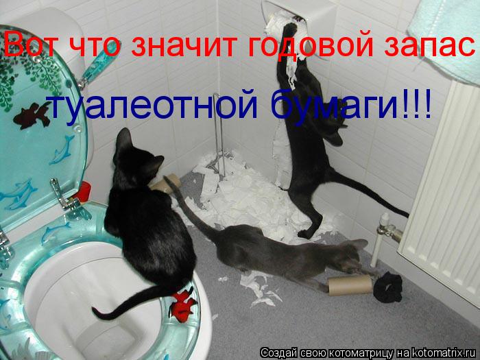 Котоматрица: Вот что значит годовой запас туалеотной бумаги!!!