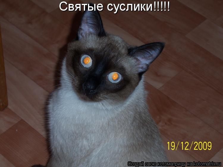 Котоматрица: Святые суслики!!!!!