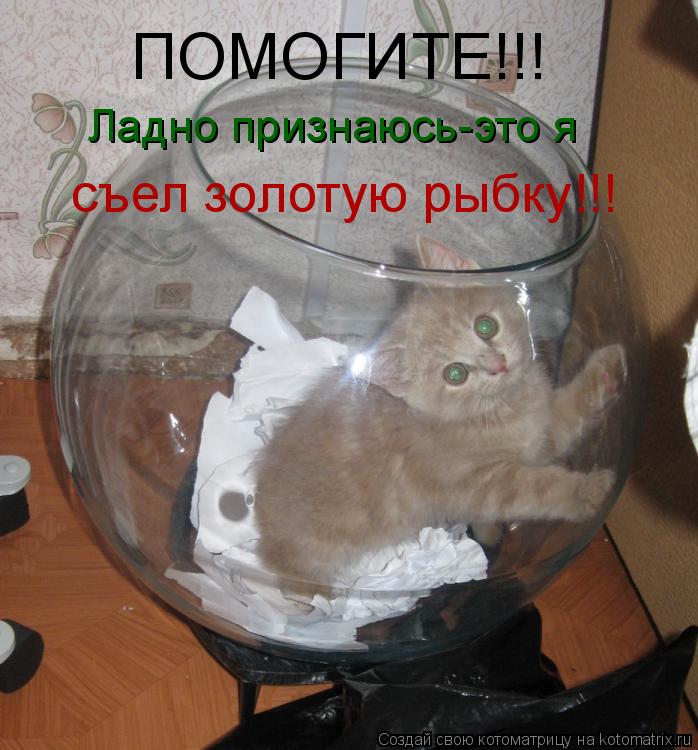 Котоматрица: ПОМОГИТЕ!!! Ладно признаюсь-это я съел золотую рыбку!!!