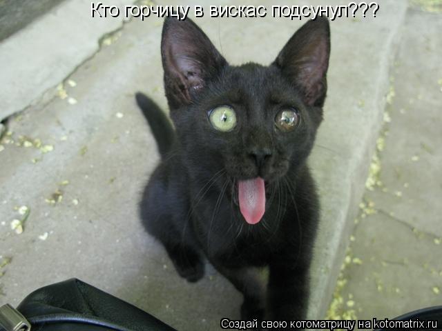 Котоматрица: Кто горчицу в вискас подсунул???