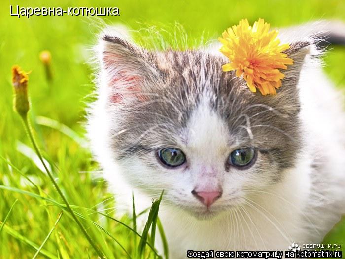 Котоматрица: Царевна-котюшка