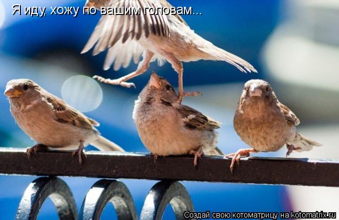 Котоматрица: Я иду, хожу по вашим головам...