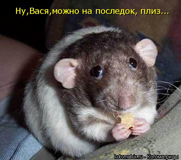 Котоматрица: Ну,Вася,можно на последок, плиз...